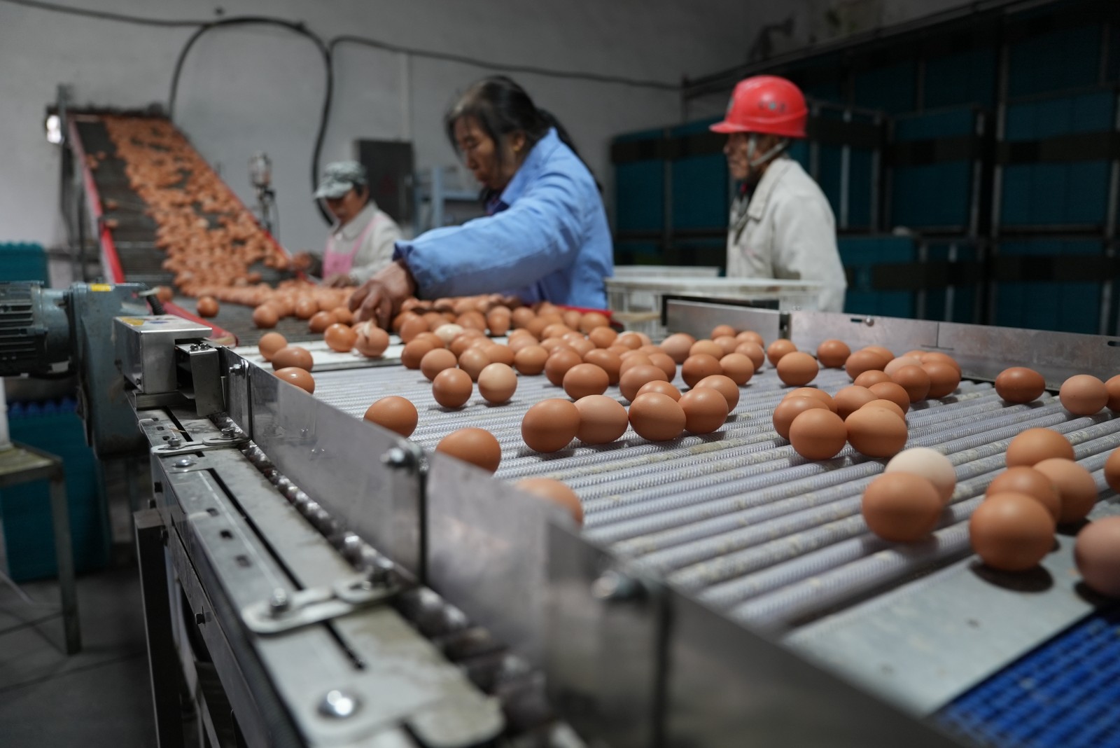 1月23日 星期五 (一版) 河口鎮雙港村亞山畜禽養殖場占地面積約30.1畝,廠房面積約1.6萬平方米,養殖規模達50萬羽,長年養殖海蘭、粉八兩個品種的蛋雞,年產雞蛋5400多噸。“亞山”牌鮮雞蛋近售本地單位食堂、商超,遠銷蘇州、無錫等地,產品受到一致好評。全媒體記者 王洪 顧艷 攝.jpg 1月23日 星期五 (一版) 河口鎮雙港村亞山畜禽養殖場占地面積約30.1畝,廠房面積約1.6萬平方米,養殖規模達50萬羽,長年養殖海蘭、粉八兩個品種的蛋雞,年產雞蛋5400多噸。“亞山”牌鮮雞蛋近售本地單位食堂、商超,遠銷蘇州、無錫等地,產品受到一致好評。全媒體記者 王洪 顧艷 攝.jpg