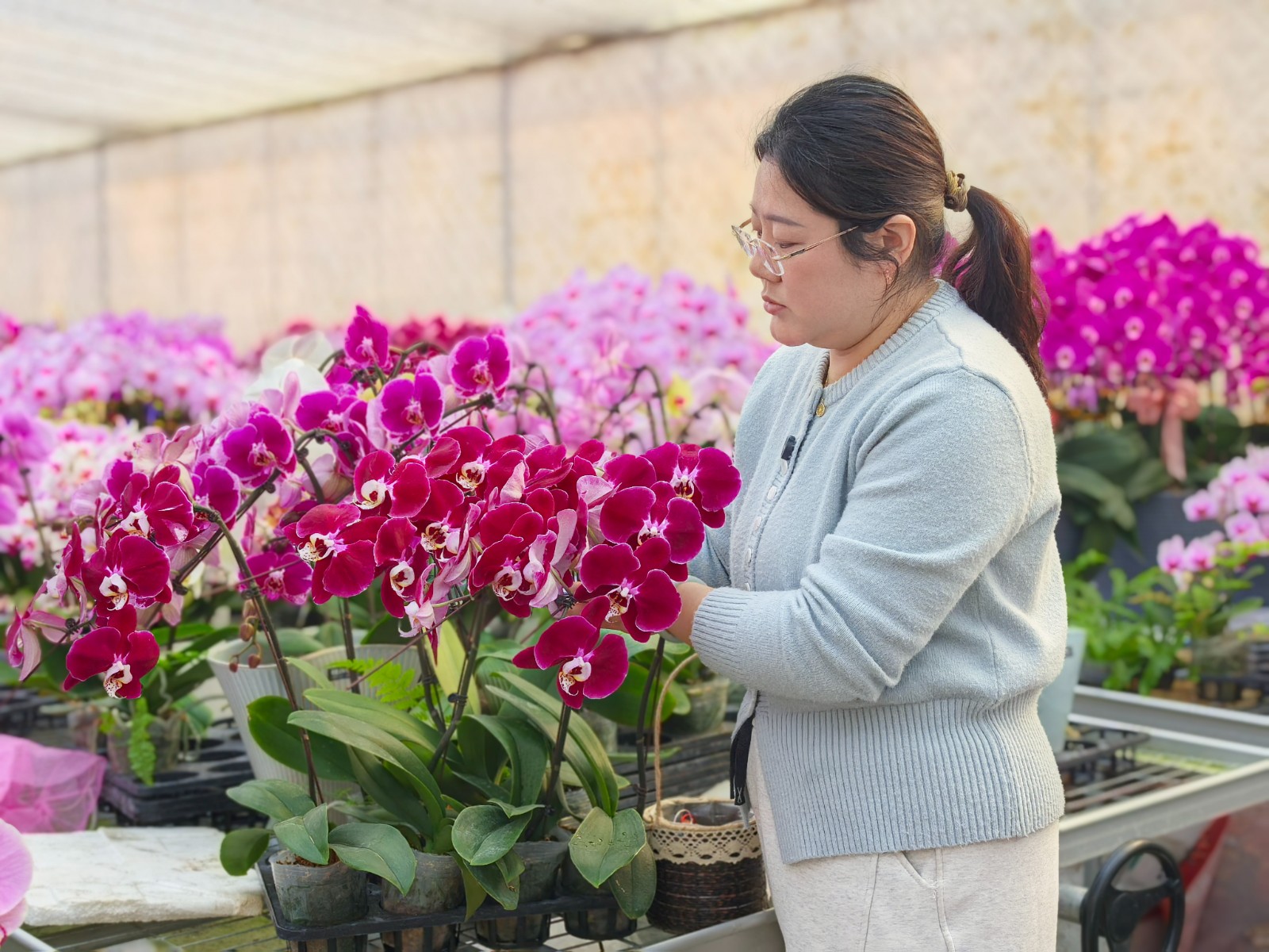 1月29日 星期四 （一版） 春節臨近，年宵花迎來了銷售旺季。近日，記者來到掘港街道的一蝴蝶蘭培育基地，溫室大棚內宛如一片五彩斑斕的花海，洋溢著勃勃生機。全媒體記者　姚陳　吳莎莎　攝.jpg