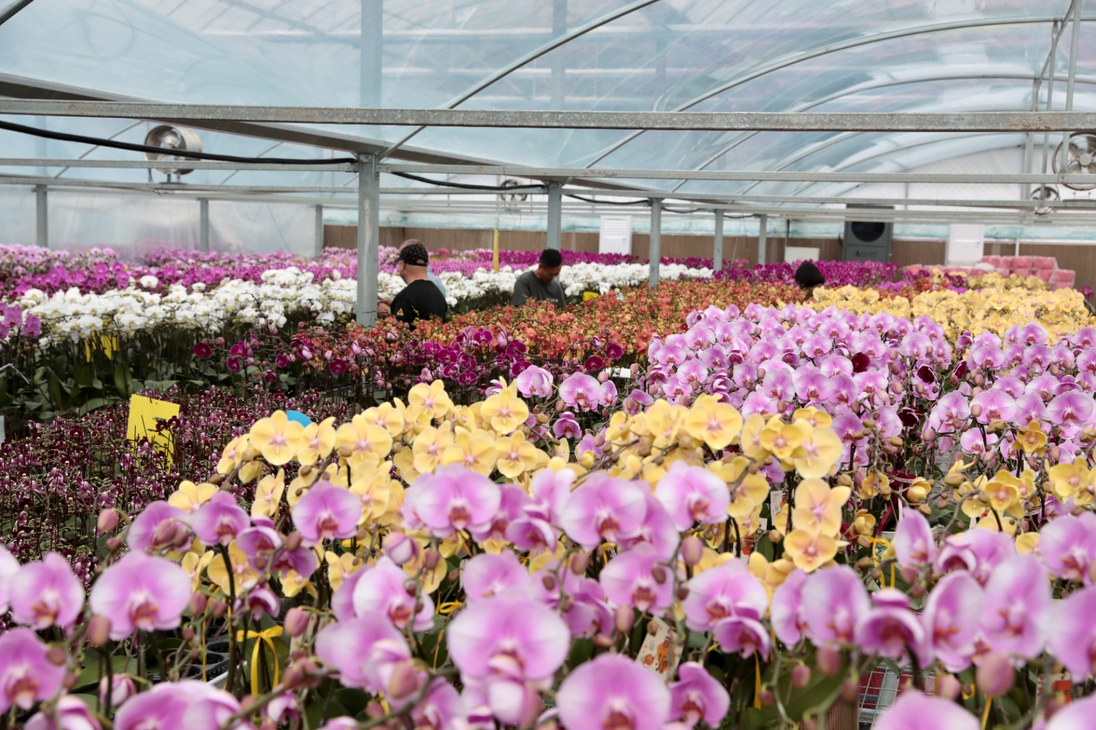 1月20日 星期二 （一版） 曹埠鎮應泉村：多元種植結碩果 產銷兩旺啟新程（一）.jpg